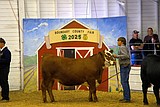 ‘Generations of Champions’ at the County Fair