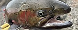 Summer steelhead returns way above average, surprising both anglers and biologists