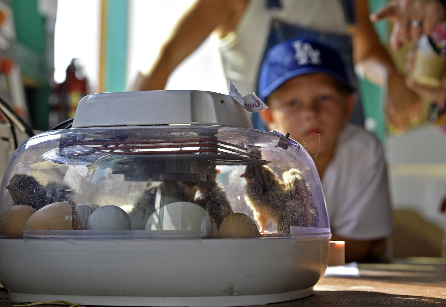 081425_fair_poultry_1.jpg.1454x1000_q85_