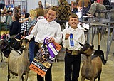 Showtime at the ring: Years of hard work by siblings on display at Northwest Montana Fair