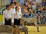 Hard work pays off at showmanship contests