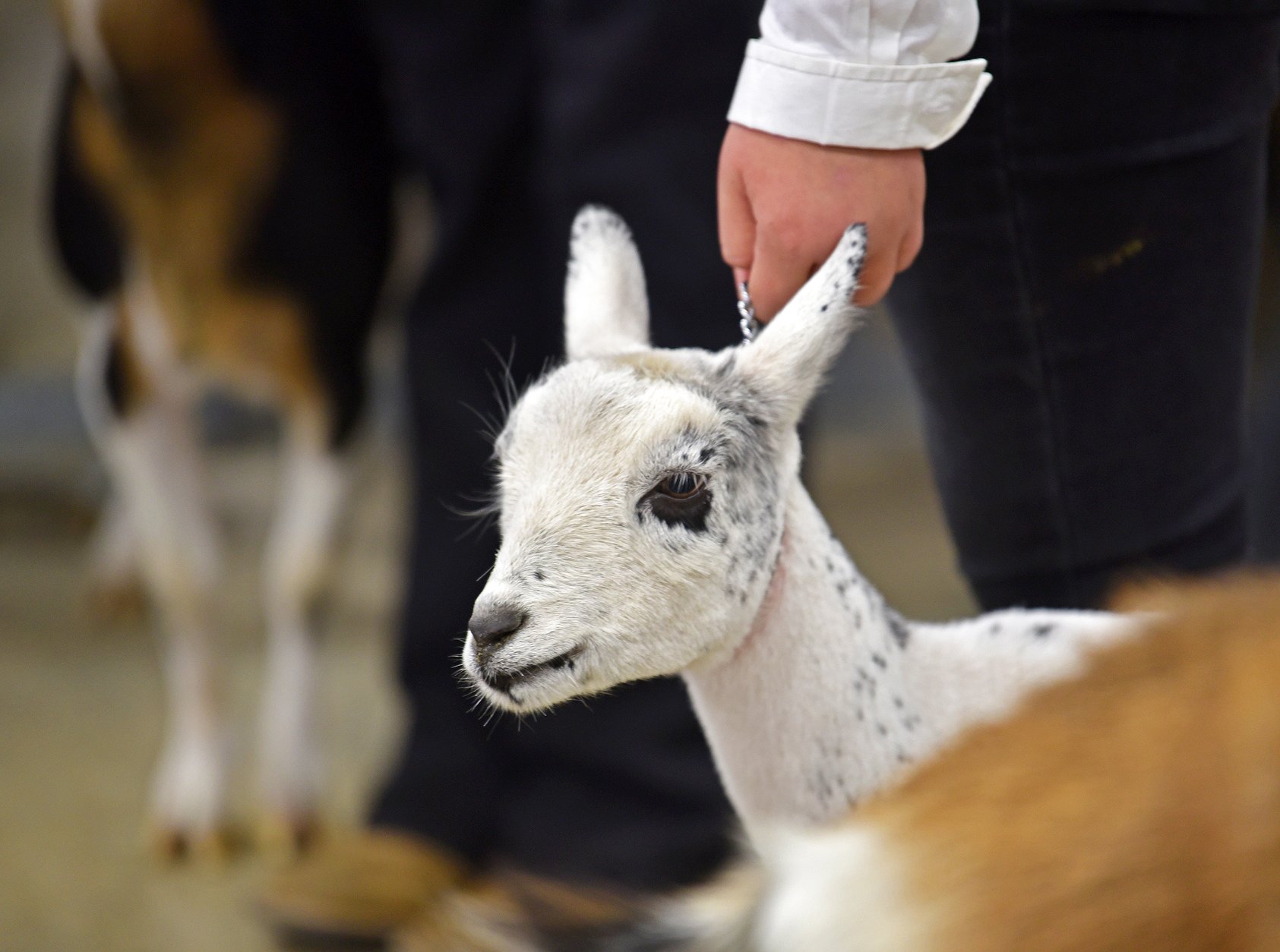 081425_goat_show_4.jpg.1685x1254_q85_box