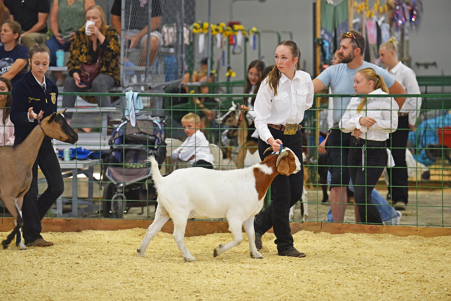 081425_goat_show_5.jpg.1498x1000_q85_box