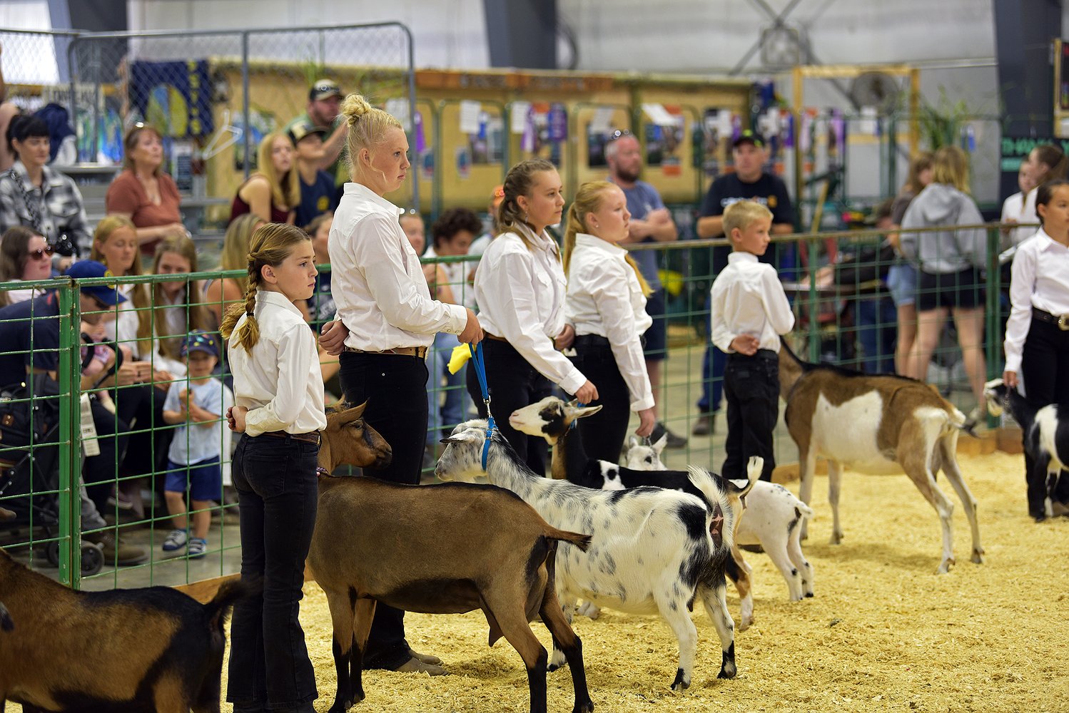 081425_goat_show_6.jpg.1498x1000_q85_box