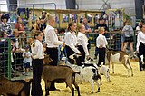 Results from the Northwest Montana Fair