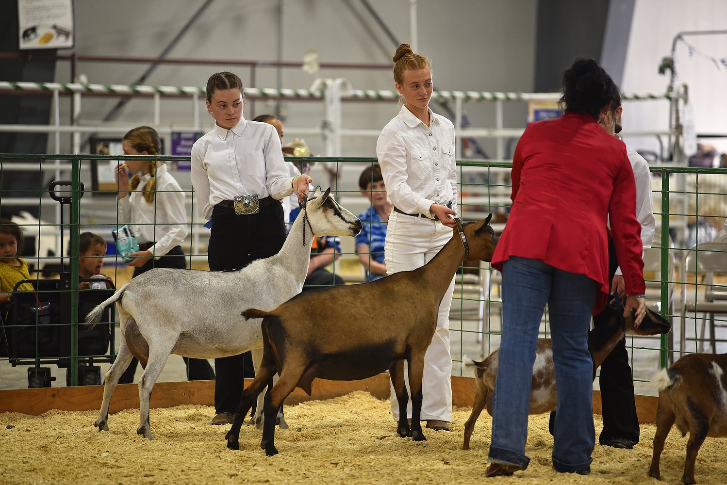 081425_goat_show_8.jpg.1498x1000_q85_box