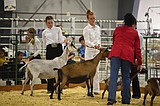 Results from the Northwest Montana Fair