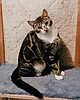 Light the cat signal!