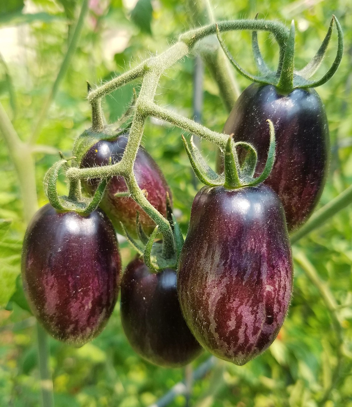 “Blue” tomatoes get their color from the anthocyanins in their skin, similar to blueberries.