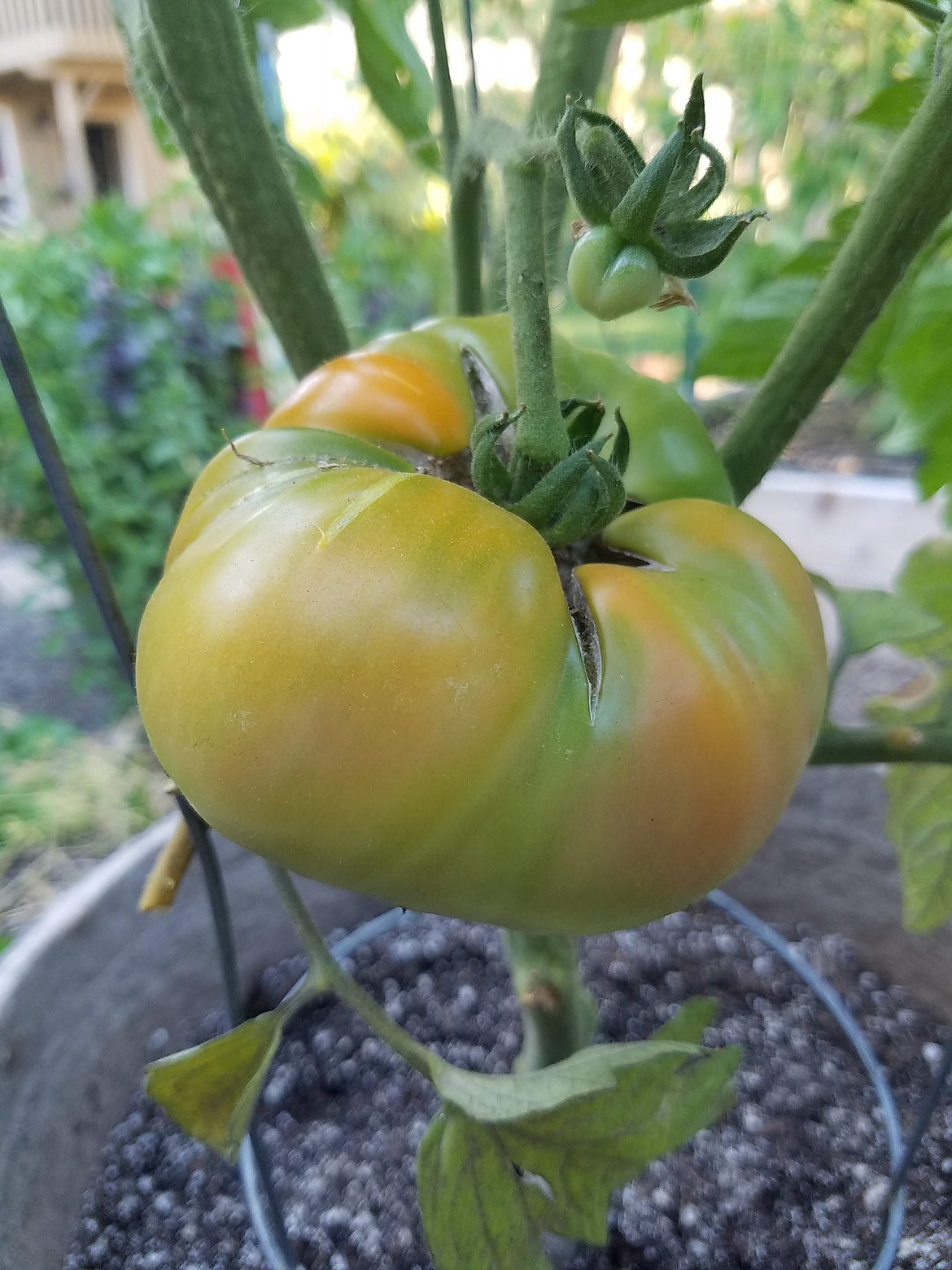 Picking tomatoes at the breaker stage — when that first blush of color appears — will ensure your tomatoes ripen in hot weather.