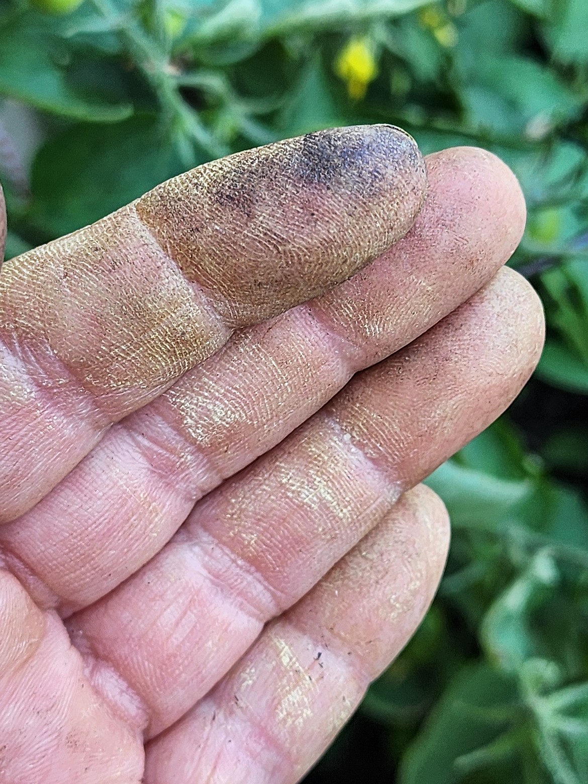 The sticky substance from the trichomes is called tomato tar. This sugary residue can be challenging to wash off your hands!