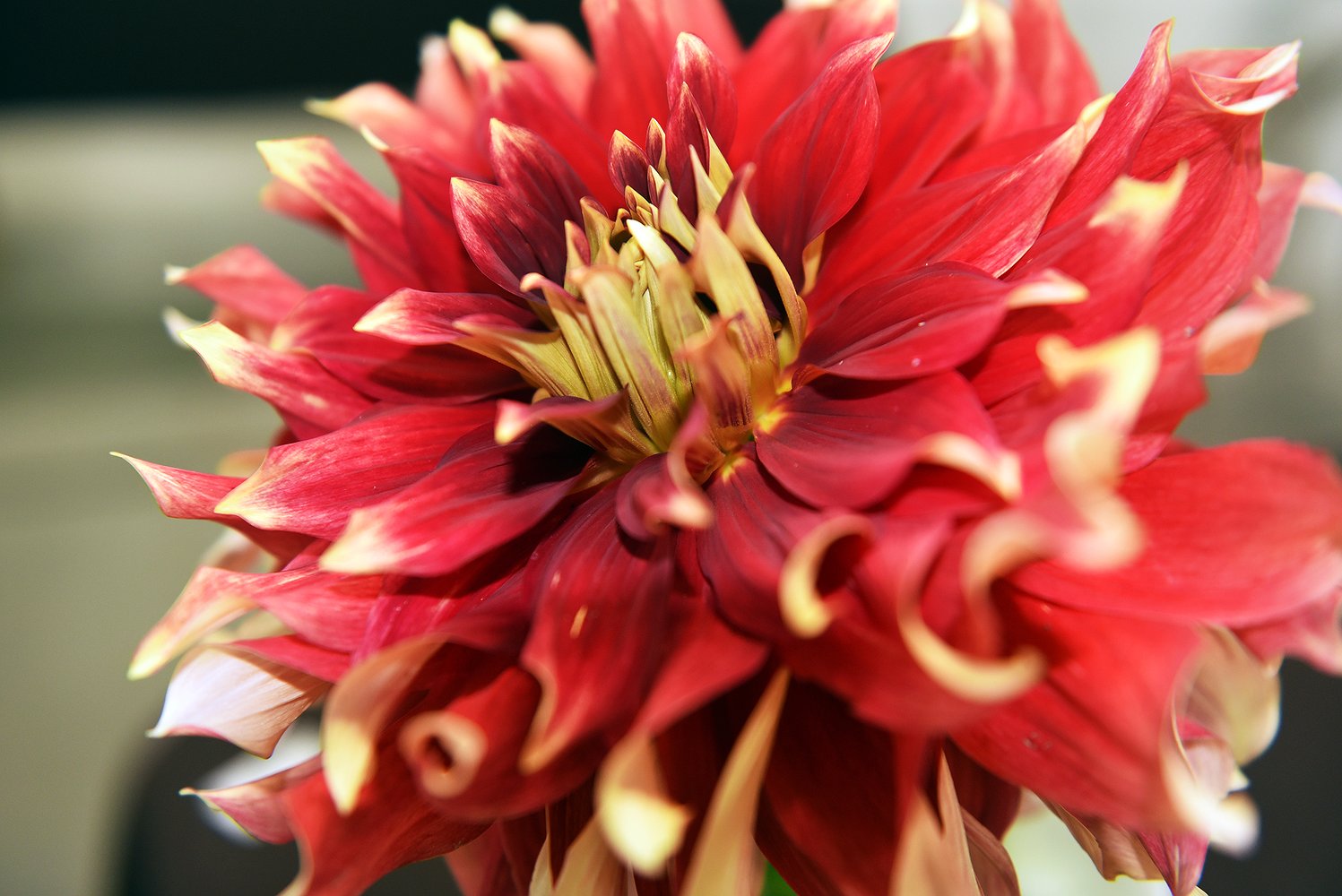 0817_fair_flowers_5.jpg.1497x1000_q85_bo
