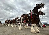 Budweiser Clydesdales already a star attraction at the North Idaho State Fair