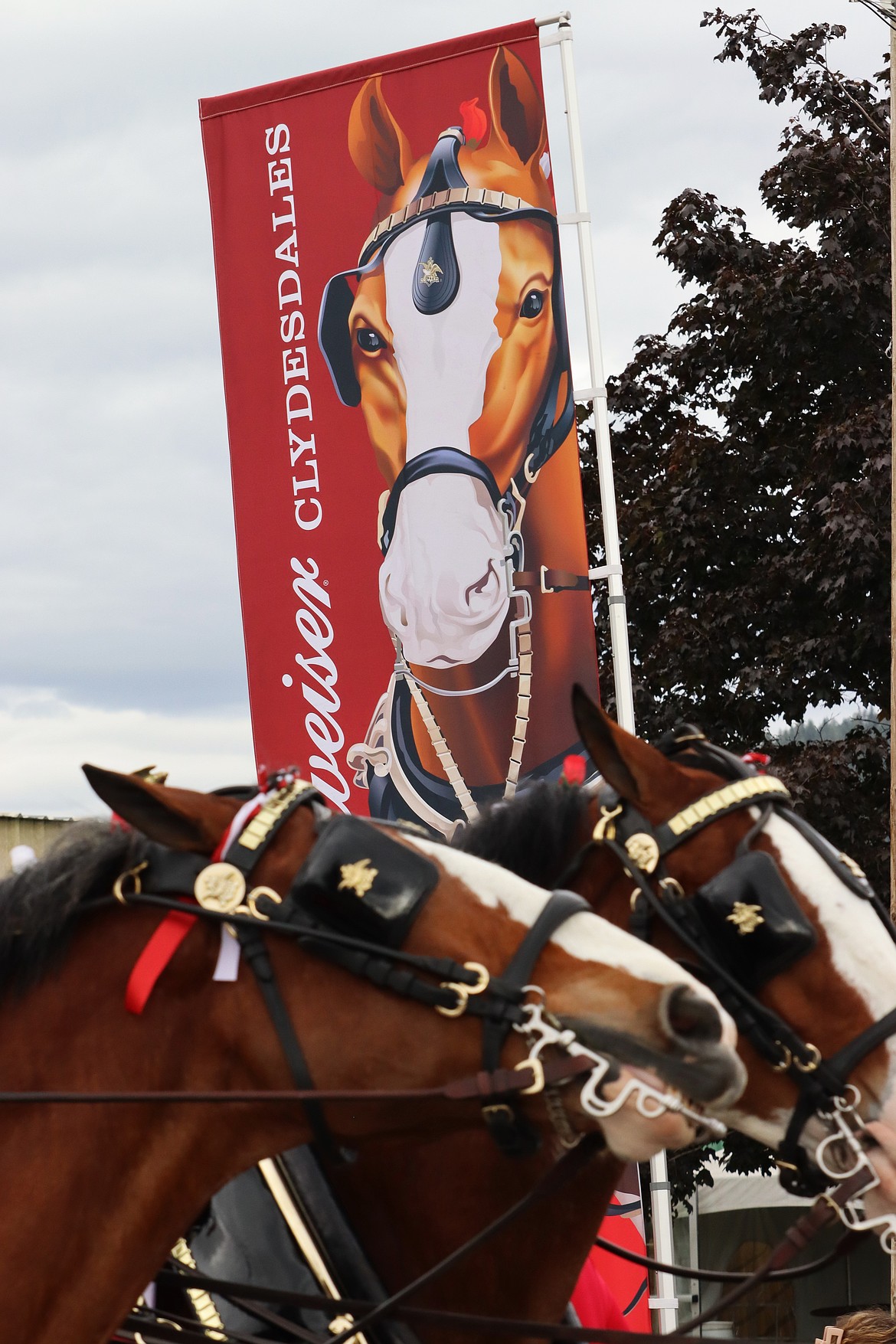 A poster of the Budweiser Clydesdales looks down on the real thing on Friday at the Kootenai County Fairgrounds.