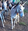 Young Arizona burros find new homes near Polson