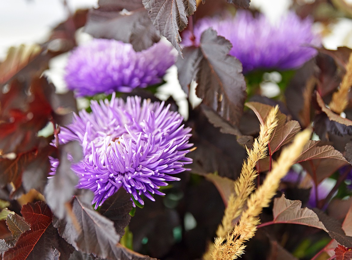 First Rodeo Flower PHOTOS: 2025 Northwest Montana Fair and Rodeo | Hagadone News Network
