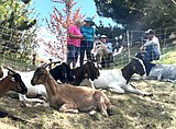 Nannies, billies brought in to clear Coeur d'Alene hillside