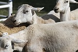 Herding demo wows at North Idaho State Fair