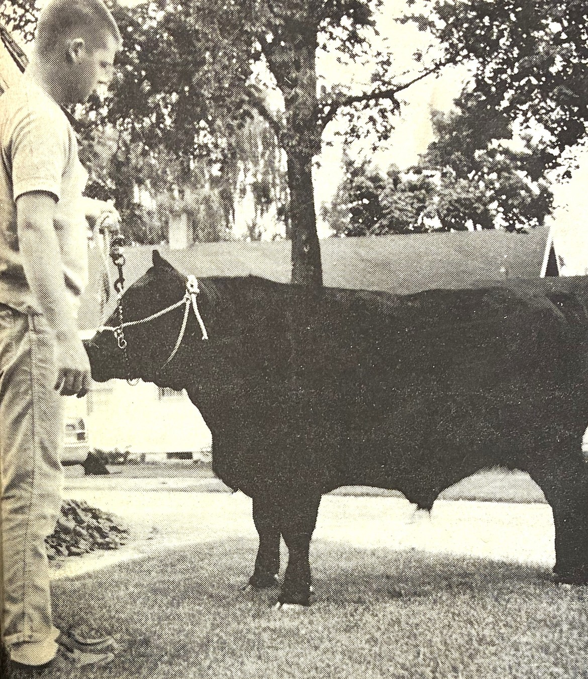 Sixteen-year-old Gary Schneidmiller exhibits his Black Angus, Shady Sam, at the county fair in 1965.