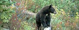 Trail cameras could be the newest tool for estimating Idaho's black bear populations