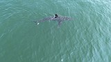 Great white sharks are going north. Here's what the numbers say