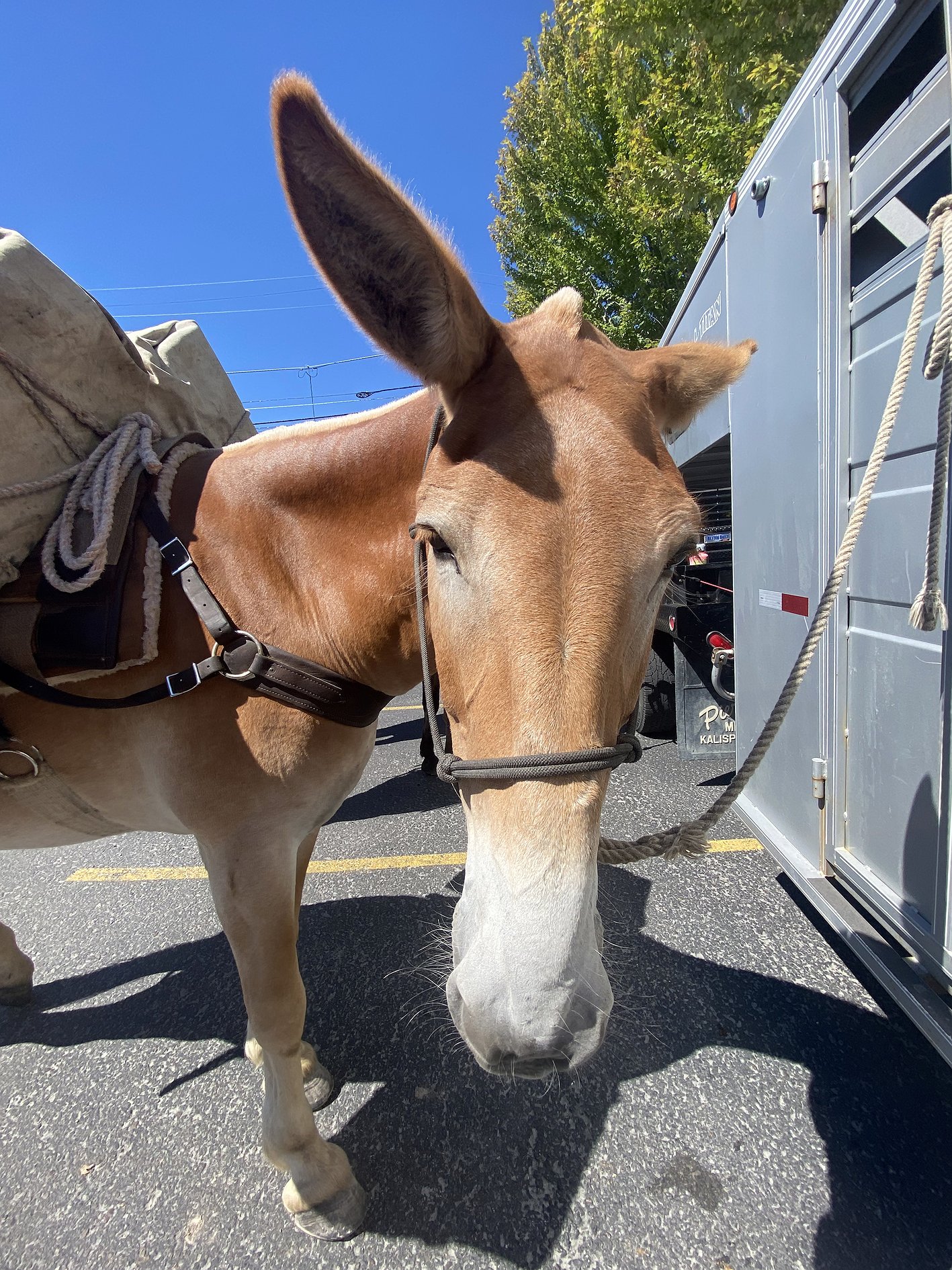 Mules_2.jpg.1417x1890_q85_box-0%2C0%2C28