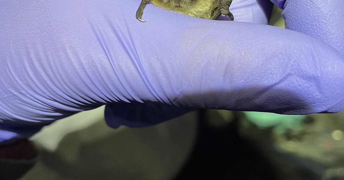 Deadly white-nose disease detected in bats at Libby Dam