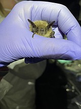 Deadly white-nose disease detected in bats at Libby Dam
