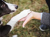 PET TALK Taking steps to alleviate interdigital cysts in dogs