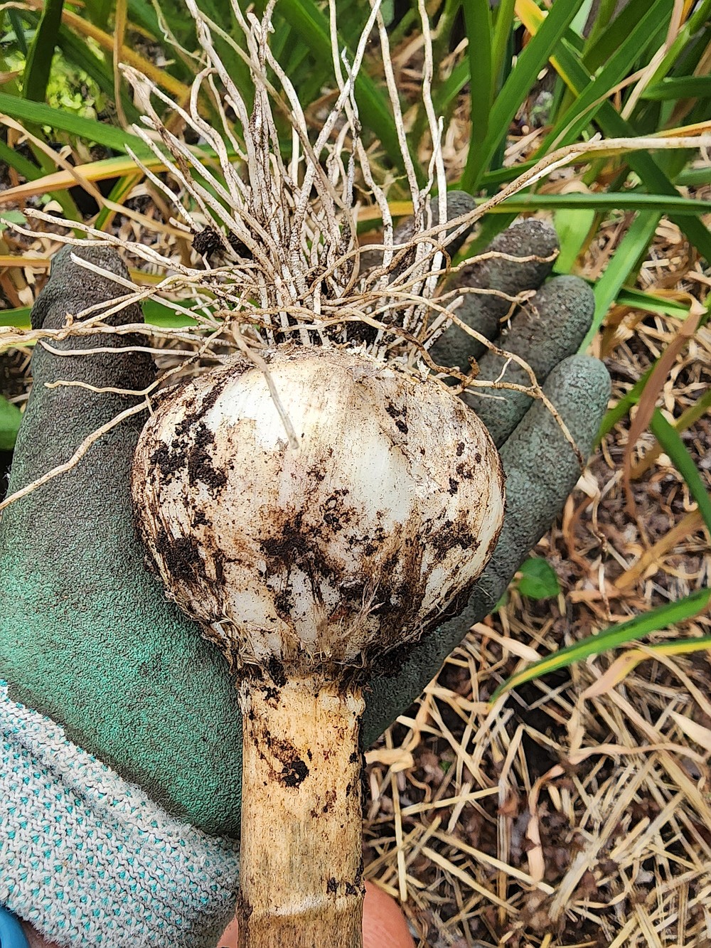 Once you taste fresh, homegrown garlic, you’ll never want store-bought again!