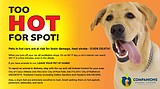 Coeur d'Alene City Council to consider amendment to animal cruelty law