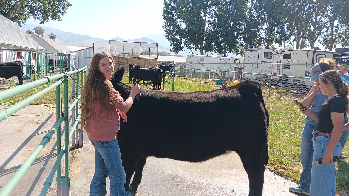 Averie Wright is an eighth-grade 4-H student at Charlo School. She was grooming her heifer, Emmi, for judging Saturday morning which had been bred but was not going to be sold. (Monte Turner/Mineral Independent)