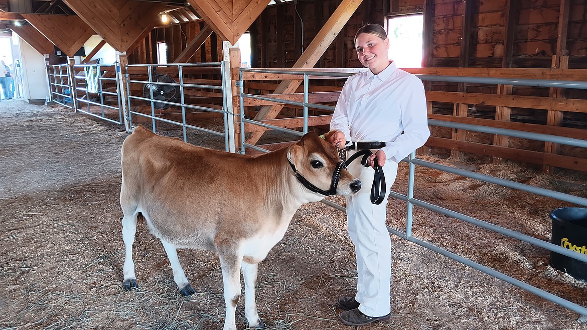 Kyla Warnes from Hot Springs was just showing her first bovine entry but has been a 4-H member for 4 years. Horses, sheep and chickens in the last 3 years moved her to this year’s Jersey heifer, Buttermilk, that she was only showing. (Monte Turner/Mineral Independent)