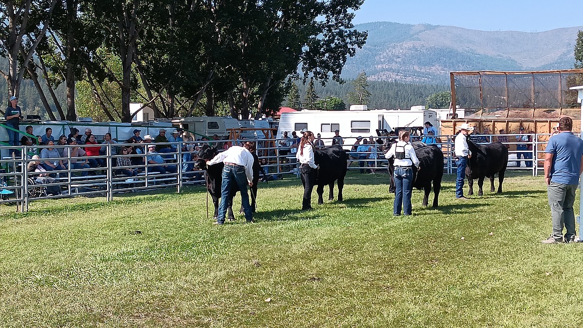 Cattle were shown on Saturday and then those that were to be sold at the auction stayed at the fairgrounds and many that were just to be documented left that afternoon. (Monte Turner/Mineral Independent)