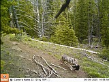 Yellowstone-area wolves observed moving pups to follow elk