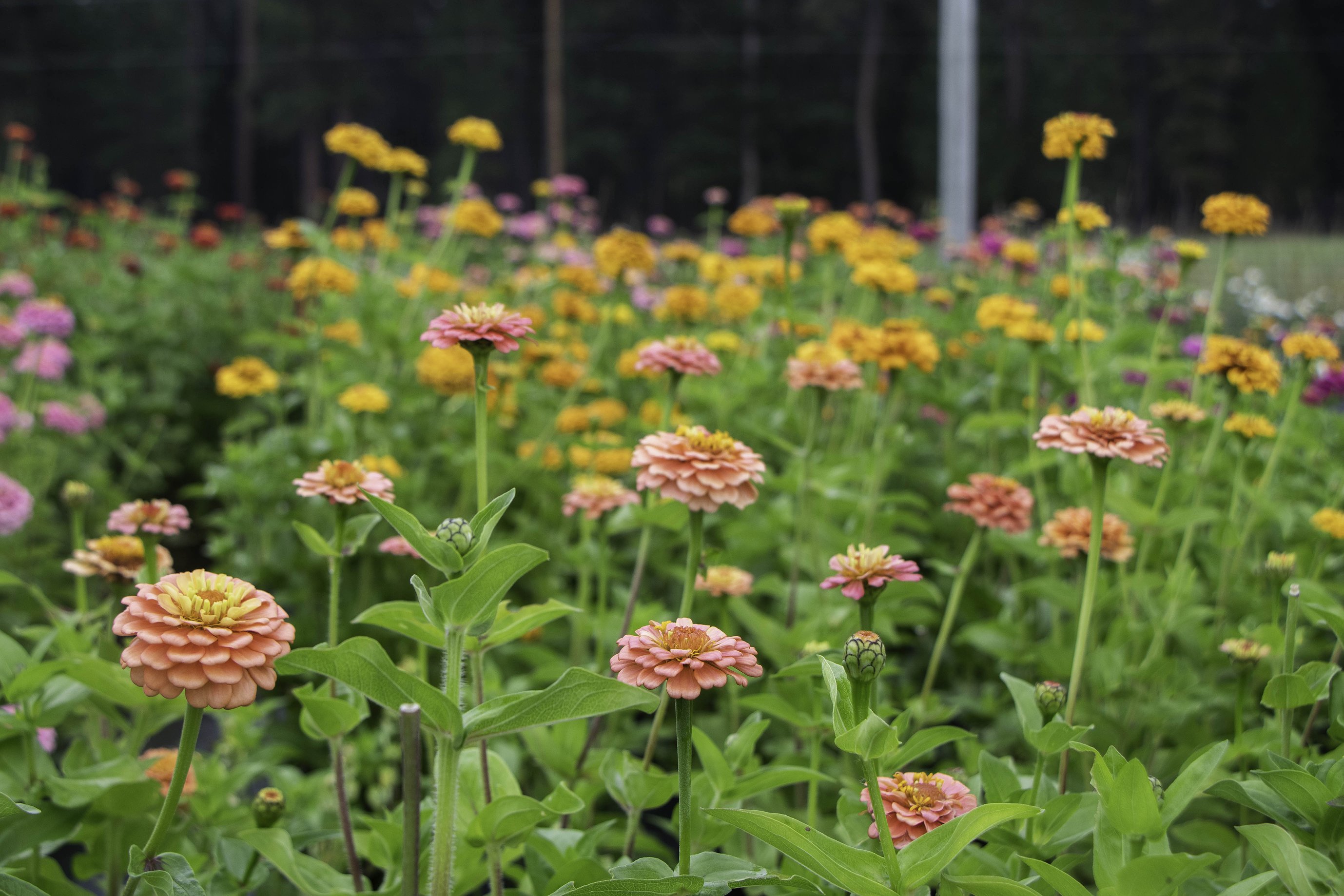 MountainPrairieFlowerFarm_Heston-1.jpg.2