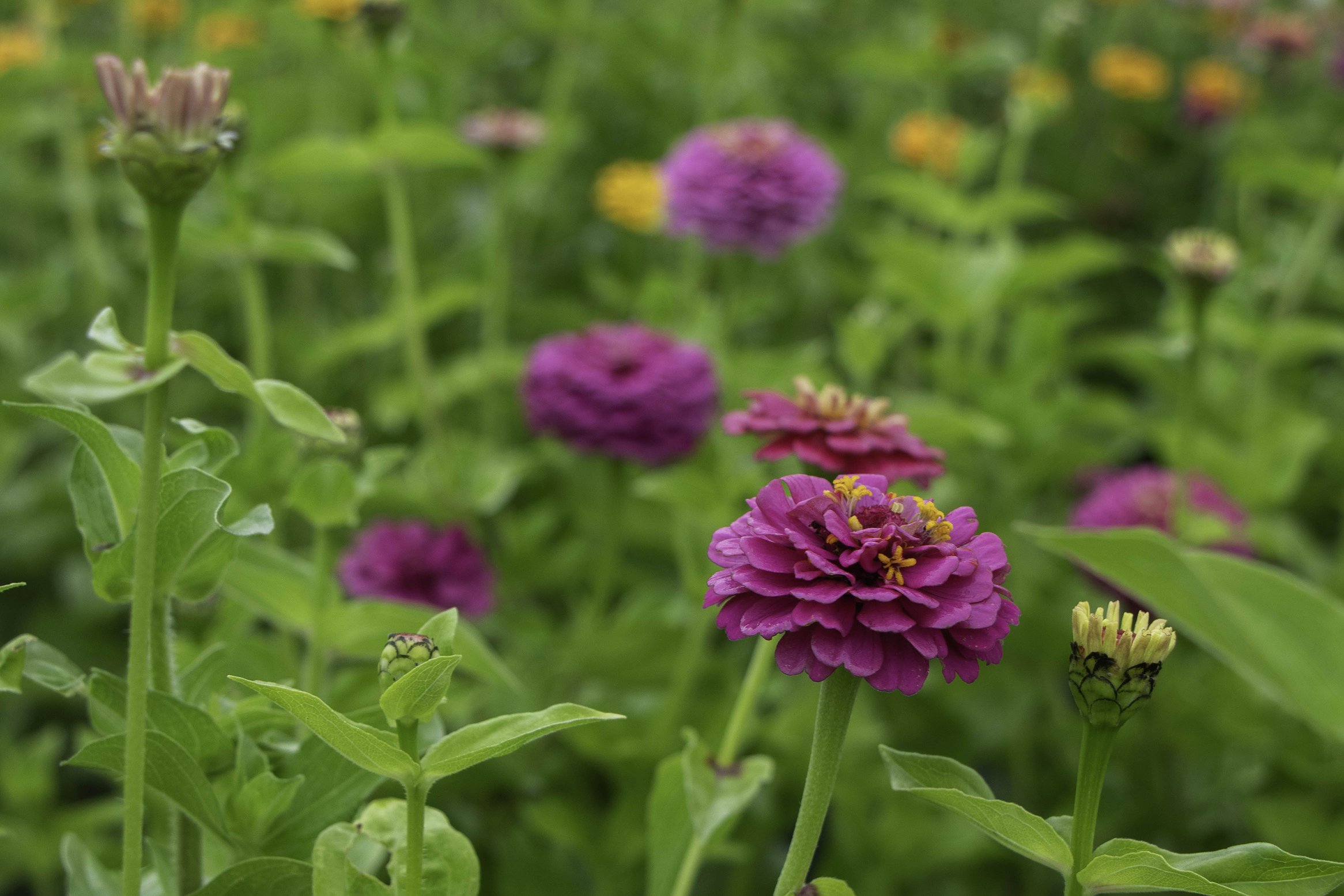 MountainPrairieFlowerFarm_Heston-4.jpg.2
