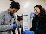 Seeking fur-ther expertise: When to see a board-certified veterinary specialist