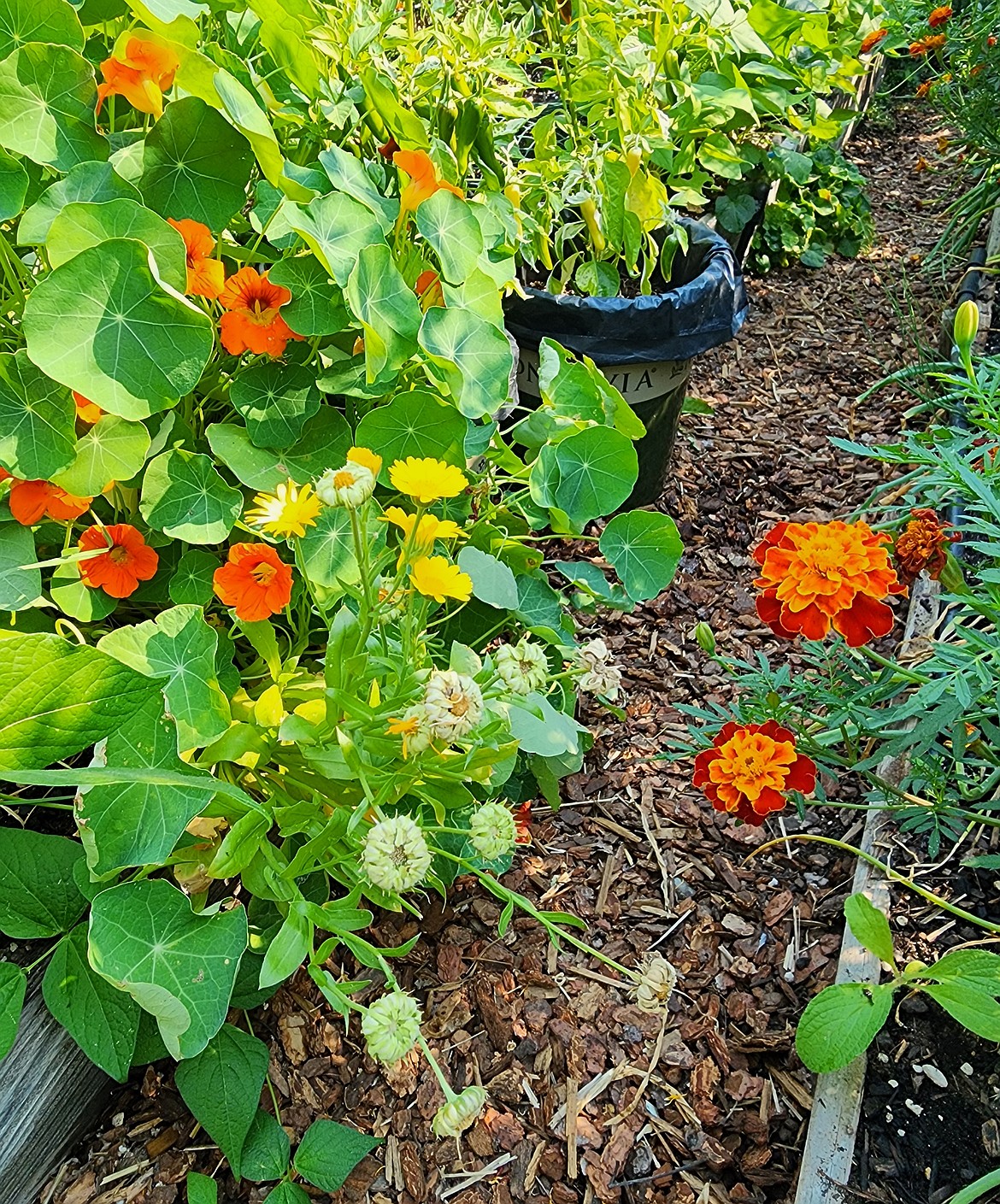 Annual flowers like marigolds, calendula, and nasturtiums are easy to harvest seeds from and are so productive, you might never need to buy seeds for those plants again.