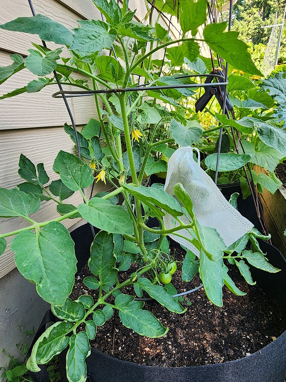 Blossom bags are a great way to ensure that cross-pollination doesn't happen.