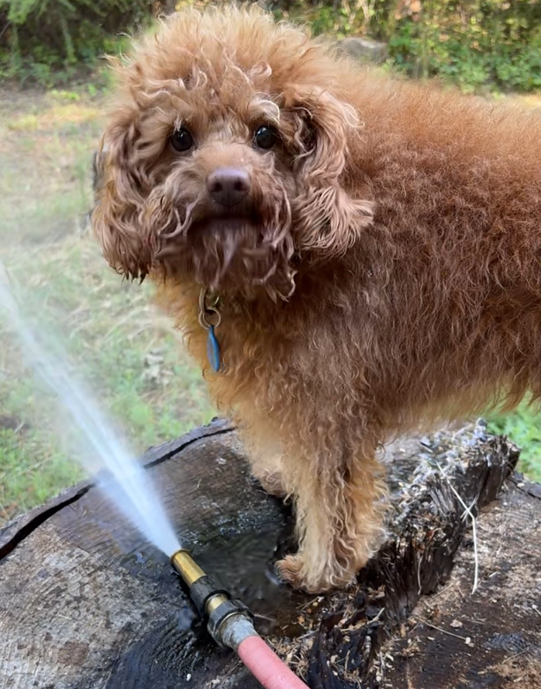 Mini-Labradoodle Arty is not much of a swimmer, despite his breeds being associated with loving water. No, his way of enjoying water is more like playing with hoses and sprinklers. This is one example of how assumptions can be misleading.