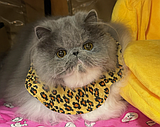 International Cat Show coming to fairgrounds Sept. 20-21