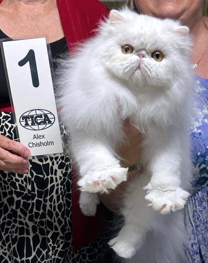 Lifetime Achievement International Winner Supreme Grand Champion LaMar’s Duke of My Wish was named the second-best Persian internationally in 2024 when owned by Marjorie LaMar, vice president of the Kootenai Kats Club. The club is hosting the International Cat Show in Coeur d'Alene at the fairgrounds Sept. 20-21.