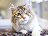 Seeing the bright side: Helping pets adjust to vision loss