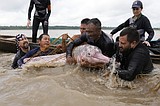 Endangered pink river dolphins face a rising mercury threat in the Amazon