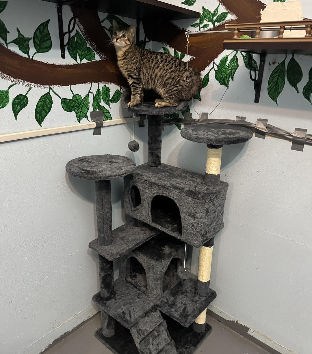 A cat plays on a cat tree donated to Grant County Animal Outreach. Construction of a new shelter should start by the end of 2025.