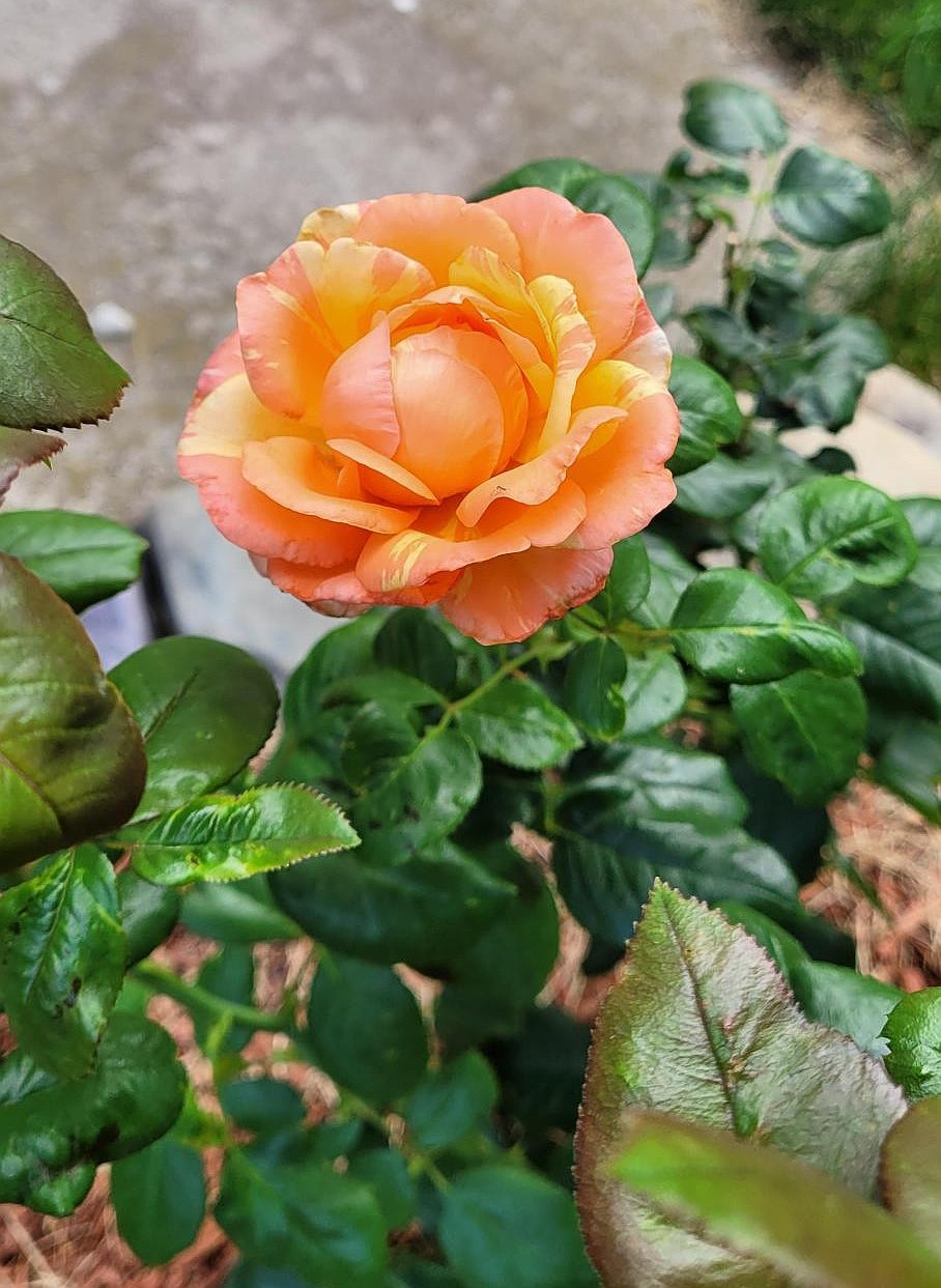 One of the roses Managing Editor R. Hans "Rob" Miller planted in his yard this spring is in full bloom. During a recent presentation to the Ephrata Rotary Club, Miller shared that this is his first time living in a house where the roses he planted bloomed before he had to move.