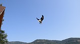 Eagles rehabbed, released in North Idaho