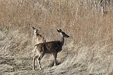Epizootic hemorrhagic disease and bluetongue virus detected in white-tailed deer in North Idaho
