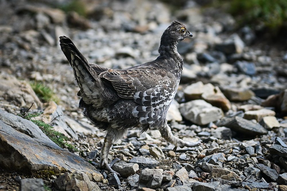 0918_LOC_DIL_Jewel_Basin_Hawk_Watch-10.j
